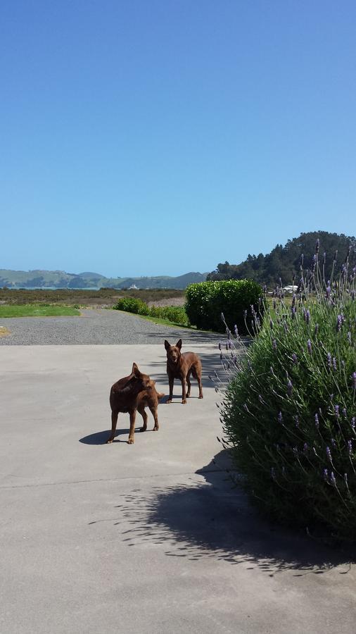 Abbey Court Motel Coromandel Esterno foto
